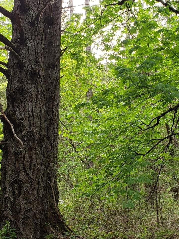 Riverbanks Road, Grants Pass, OR 97527 MLS 220177794