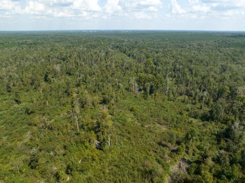 115.56 acres in Panola County, Texas