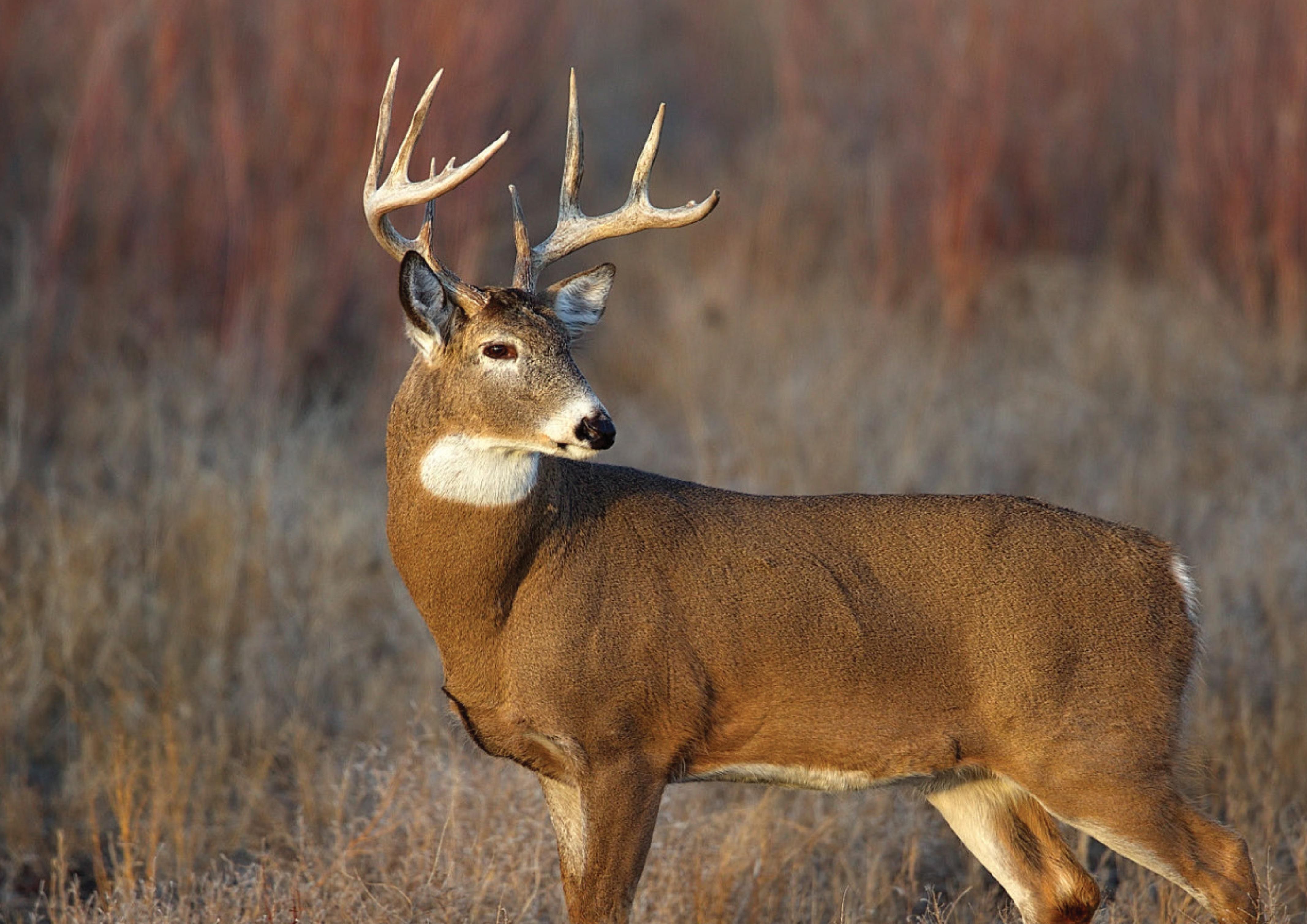 40 acres in Poinsett County, Arkansas