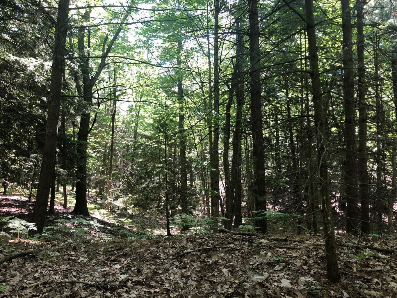 5 acres in Oceana County, Michigan