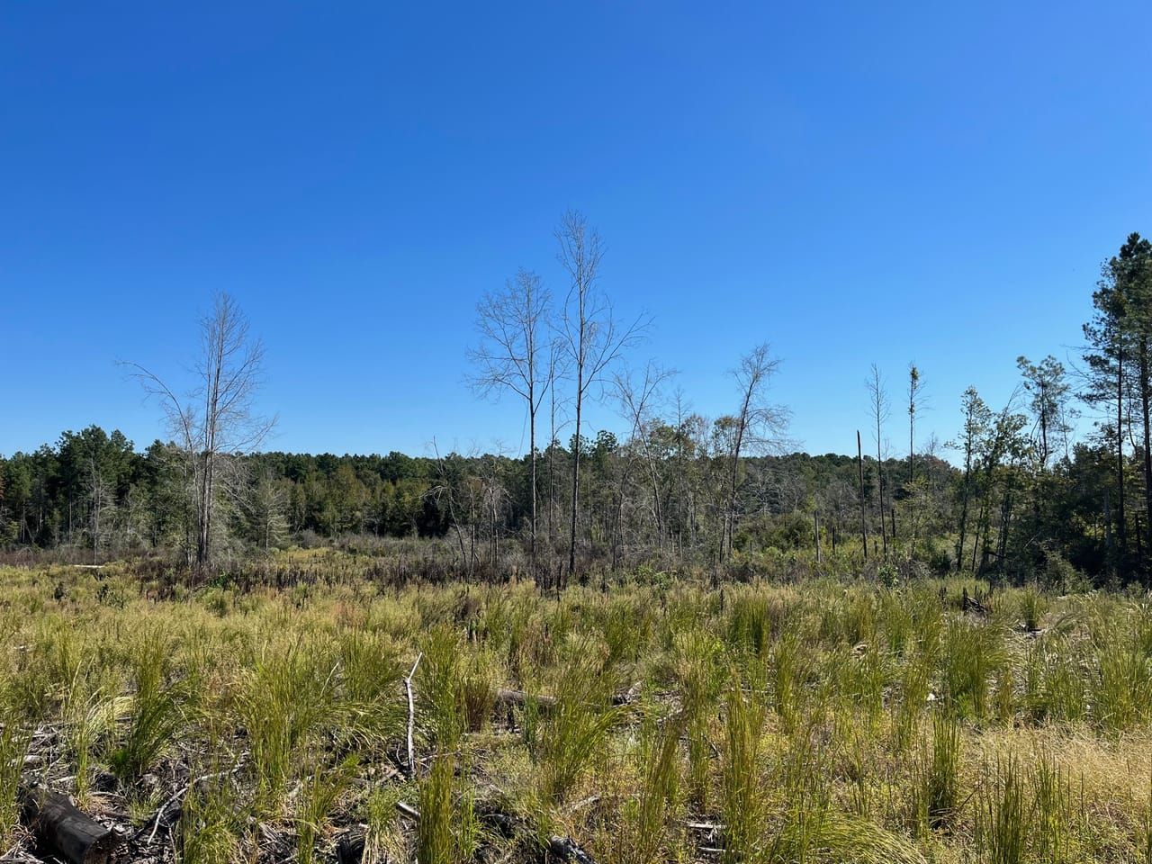 55 acres in Jackson Parish, Louisiana