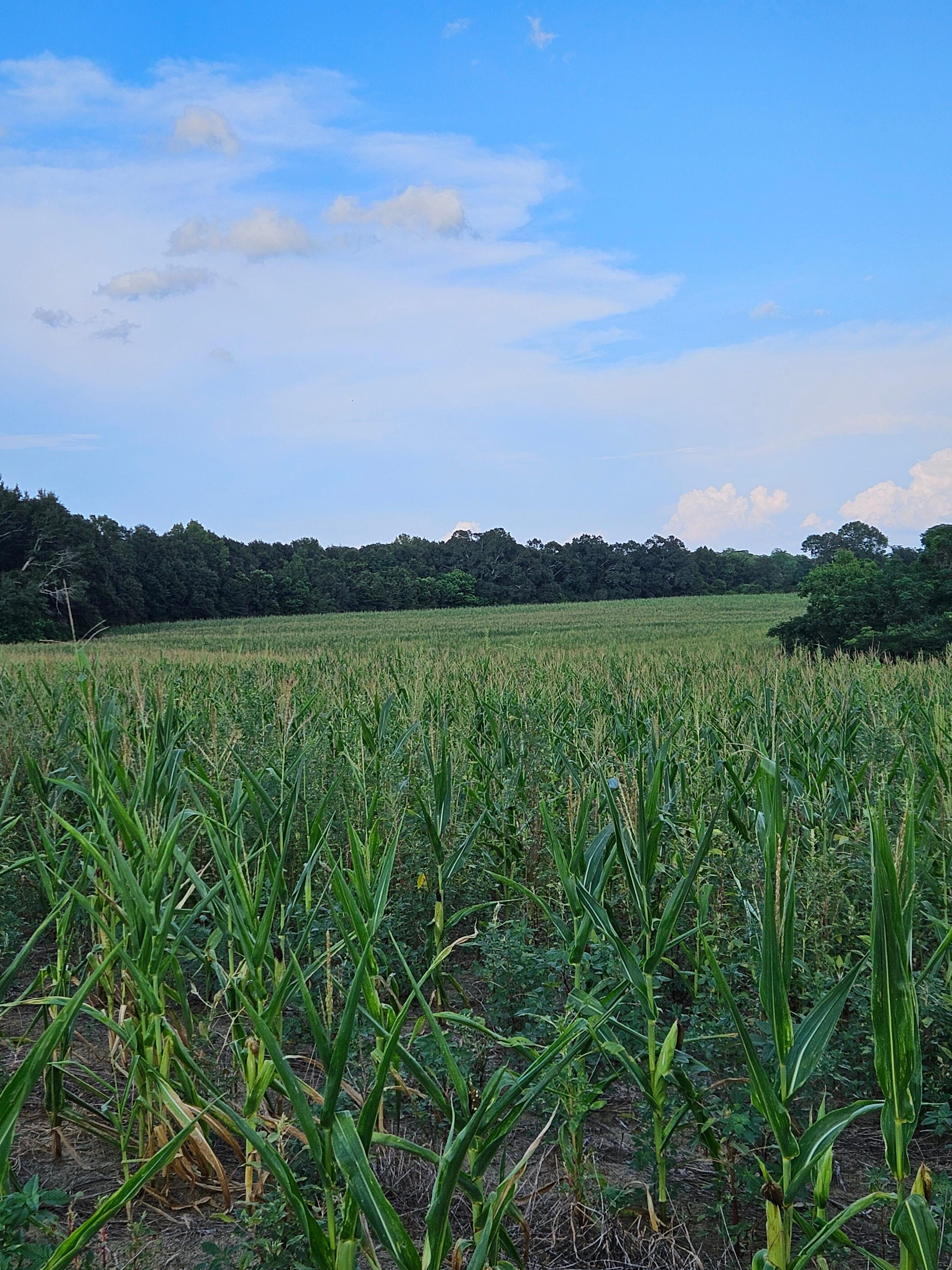 78 acres in Opp, AL, 36467