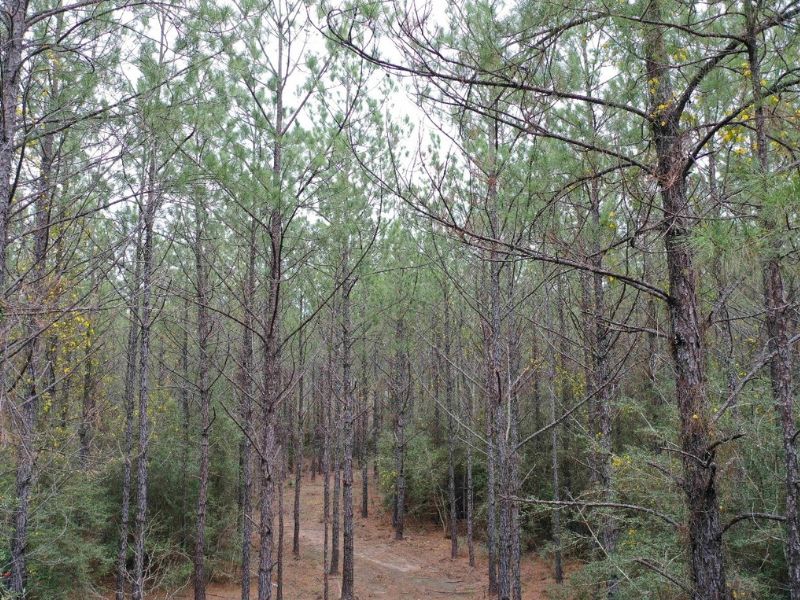10.03 acres in San Augustine County, Texas