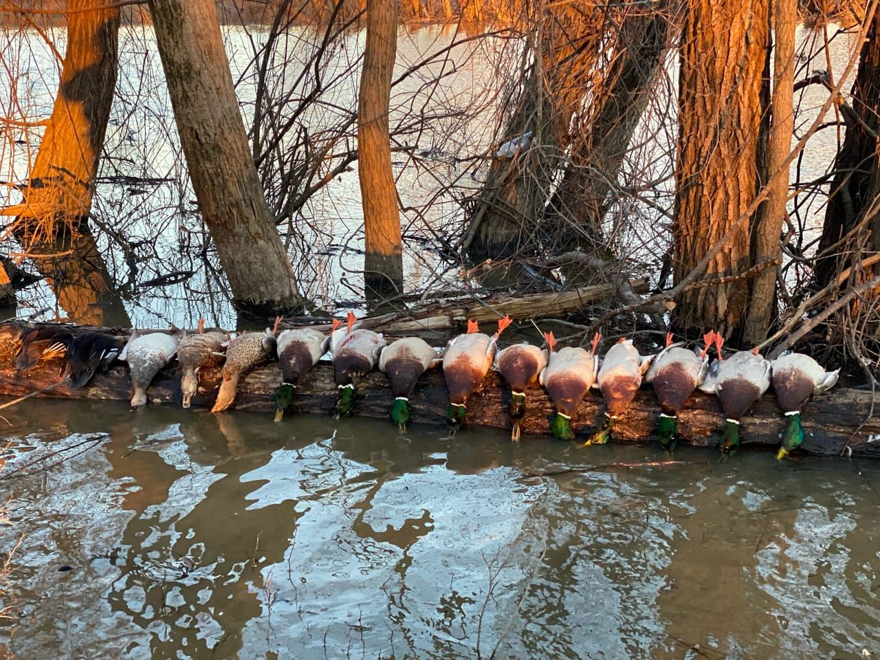 396 acres in Woodruff County, Arkansas