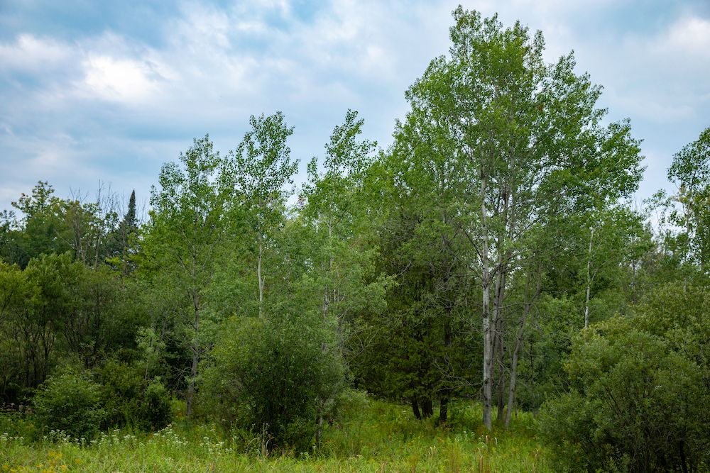 80 acres in Oceana County, Michigan