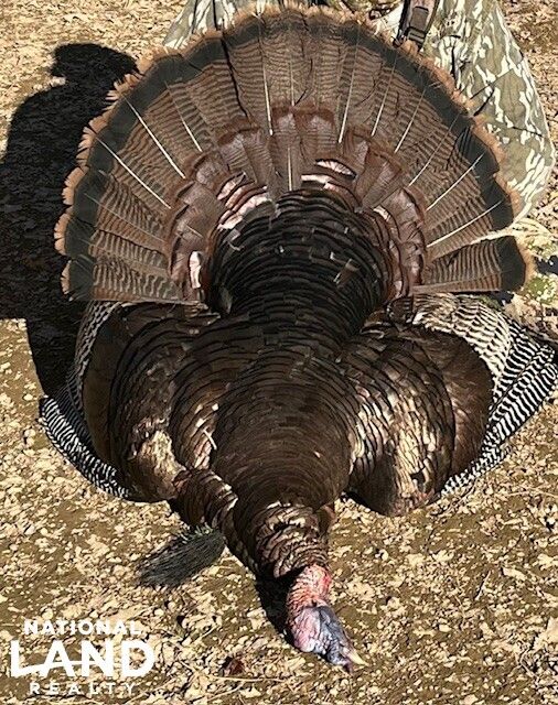 0 Joe Quick Rd, Hazel Green, AL 35750