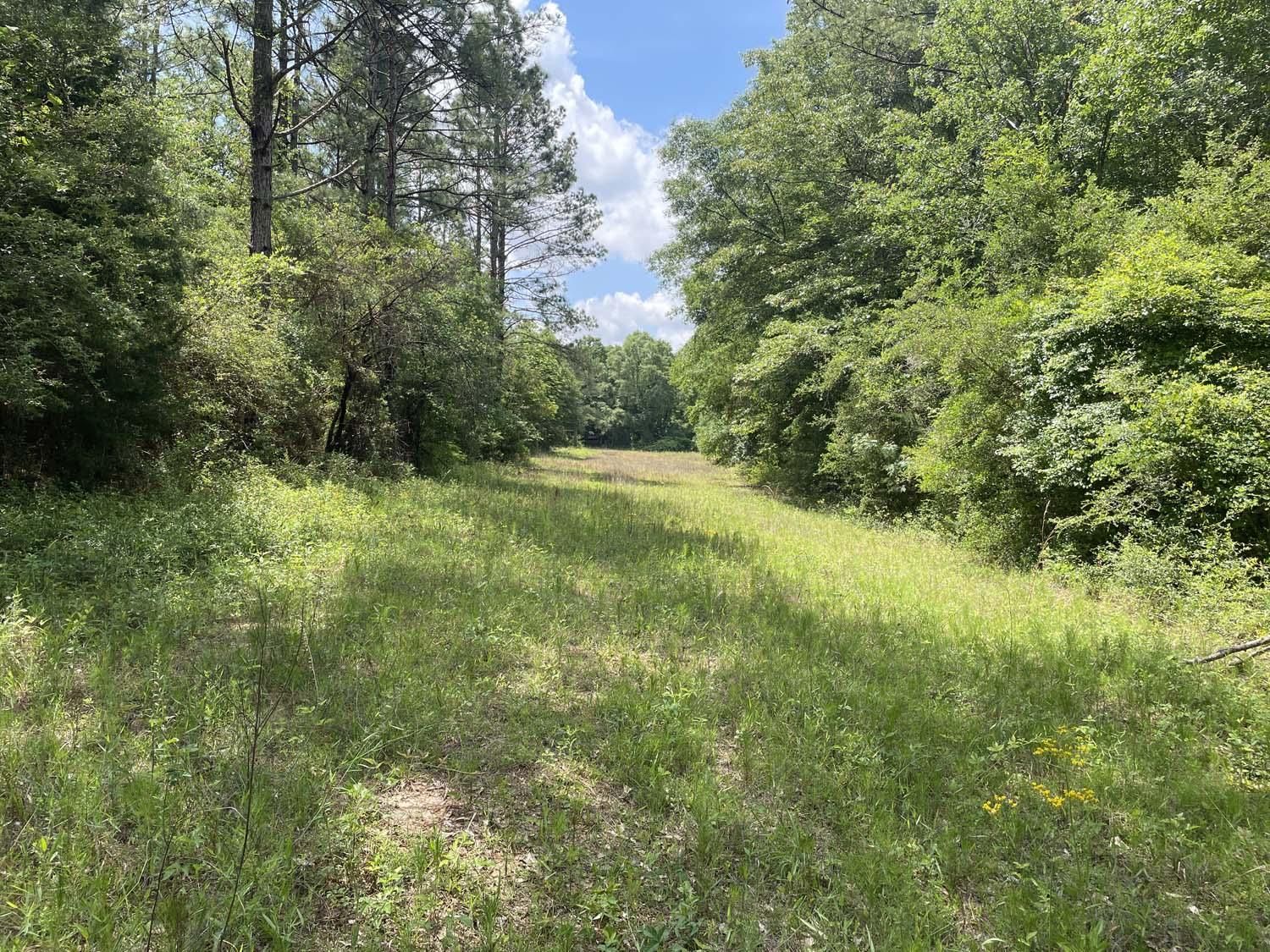 202 acres in Red Level, AL, 36474 MLS 545