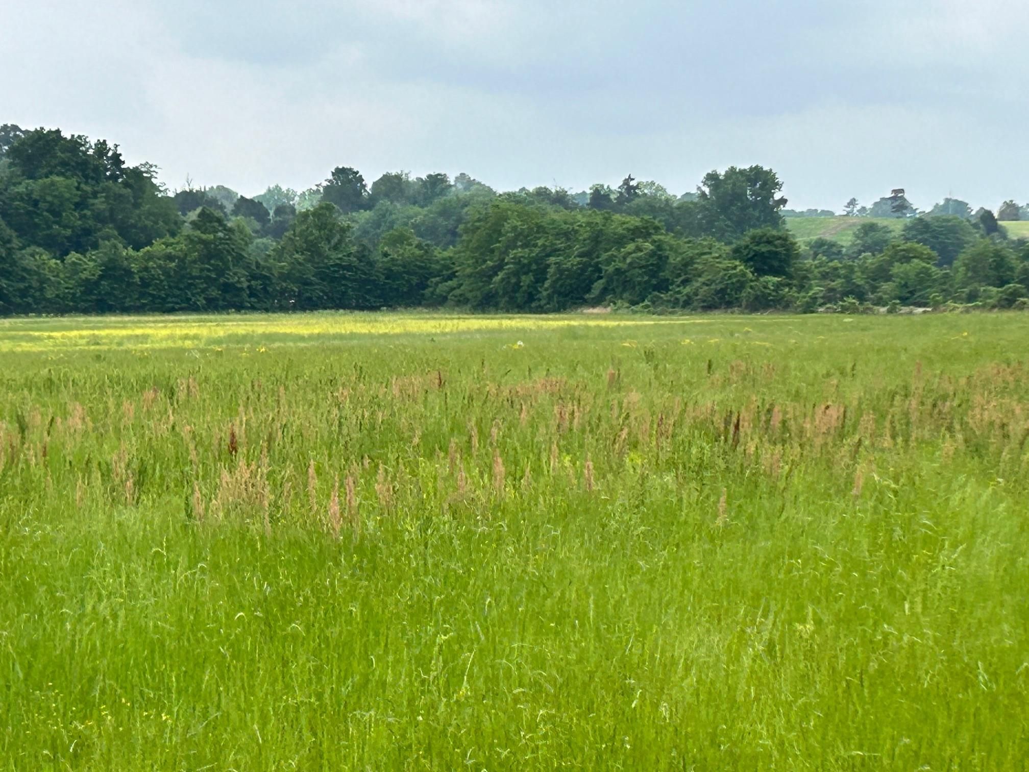 138 acres in Prentiss County, Mississippi