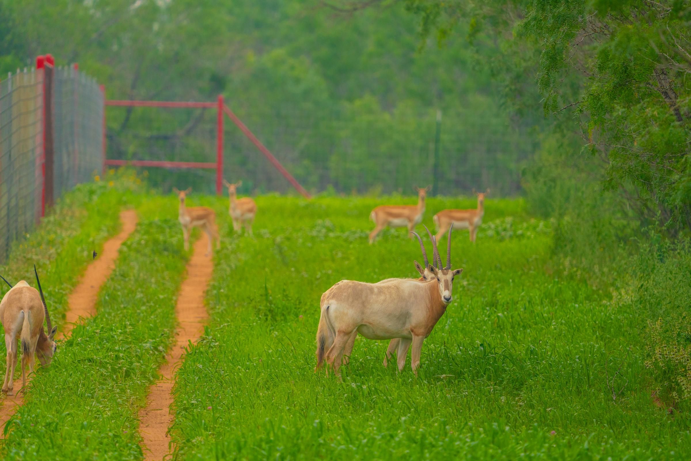 50 acres in Somerset, TX, 78069