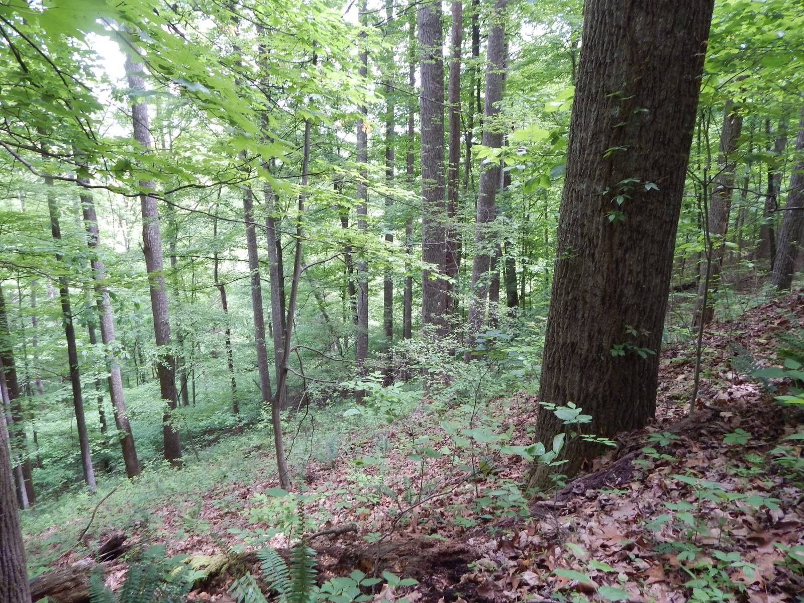 334 acres in Ritchie County, West Virginia