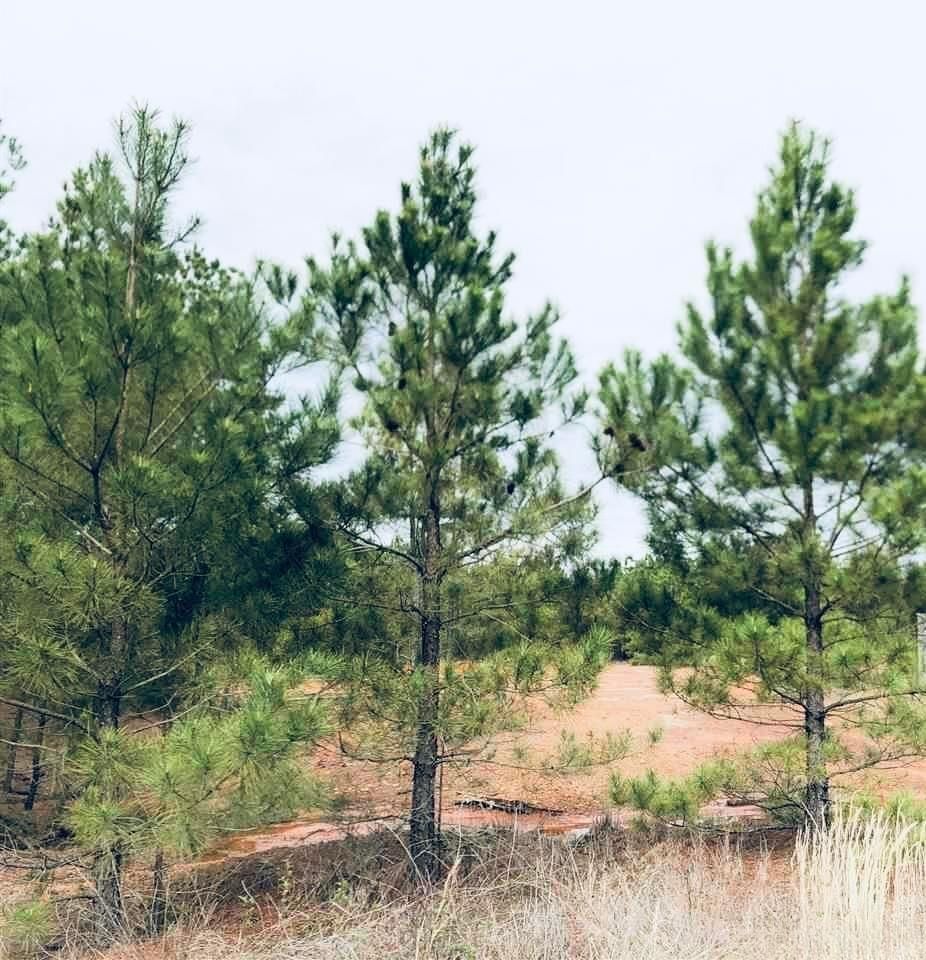 0000 County Road 2864, Hughes Springs, TX 75656 MLS Hughes Springs