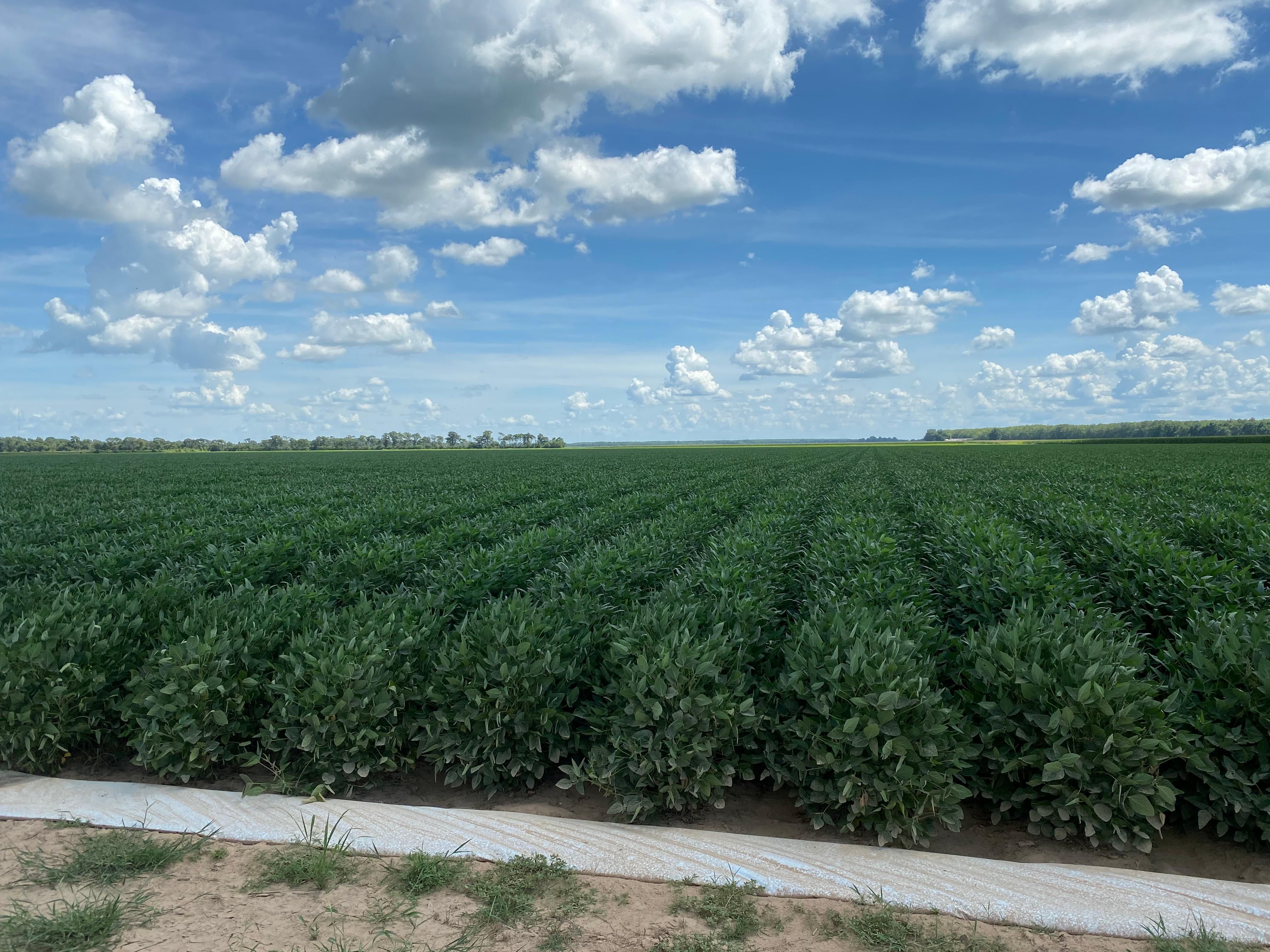 576 acres in Keo, AR, 72046