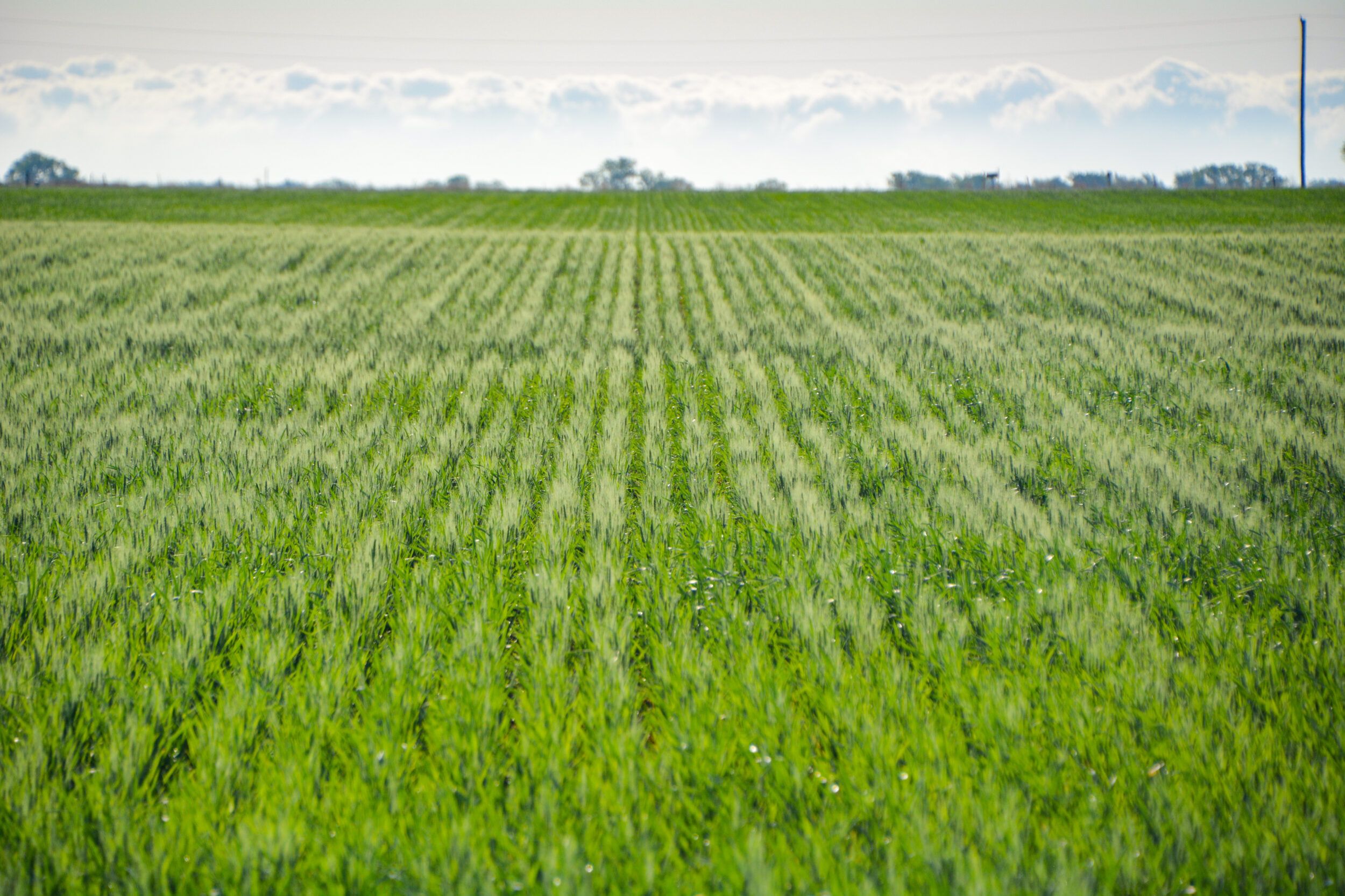 98 acres in Stafford County, Kansas