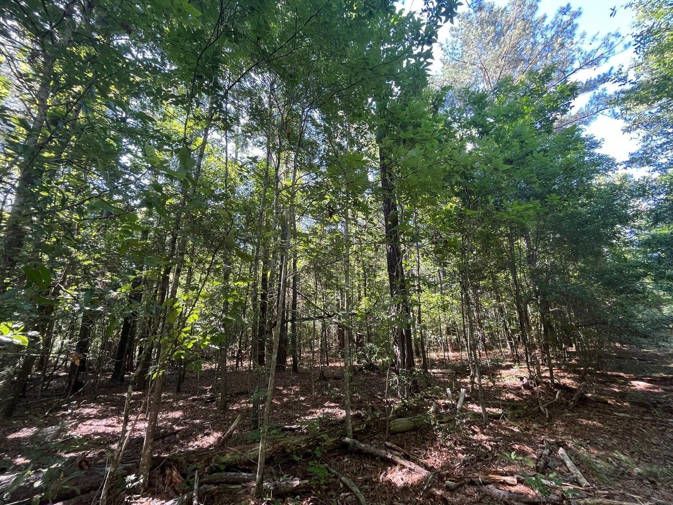 TBD Hwy 300, Barnwell, SC 29812 MLS 24014654