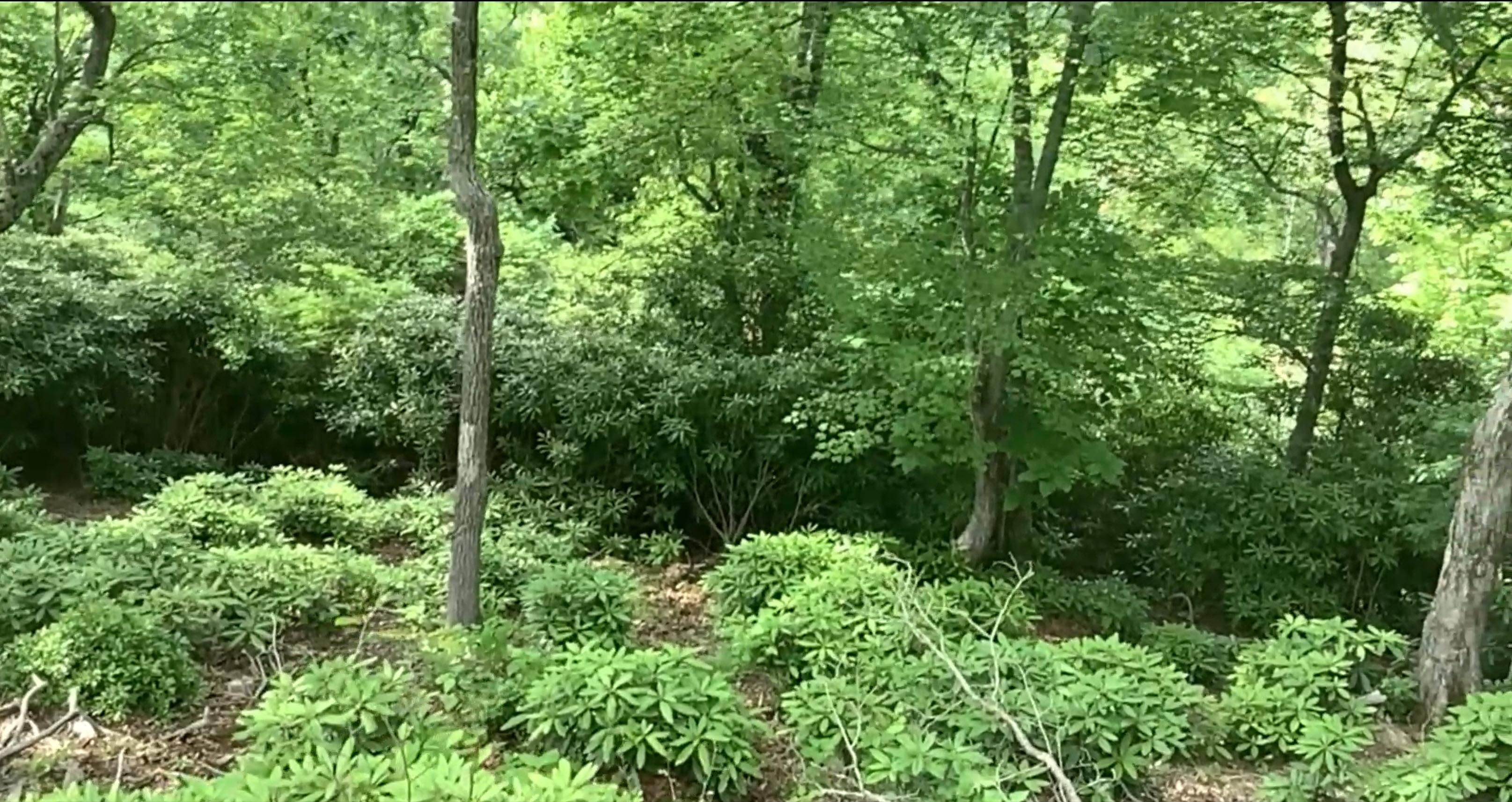 Firethorn Trail, Blowing Rock, NC 28605