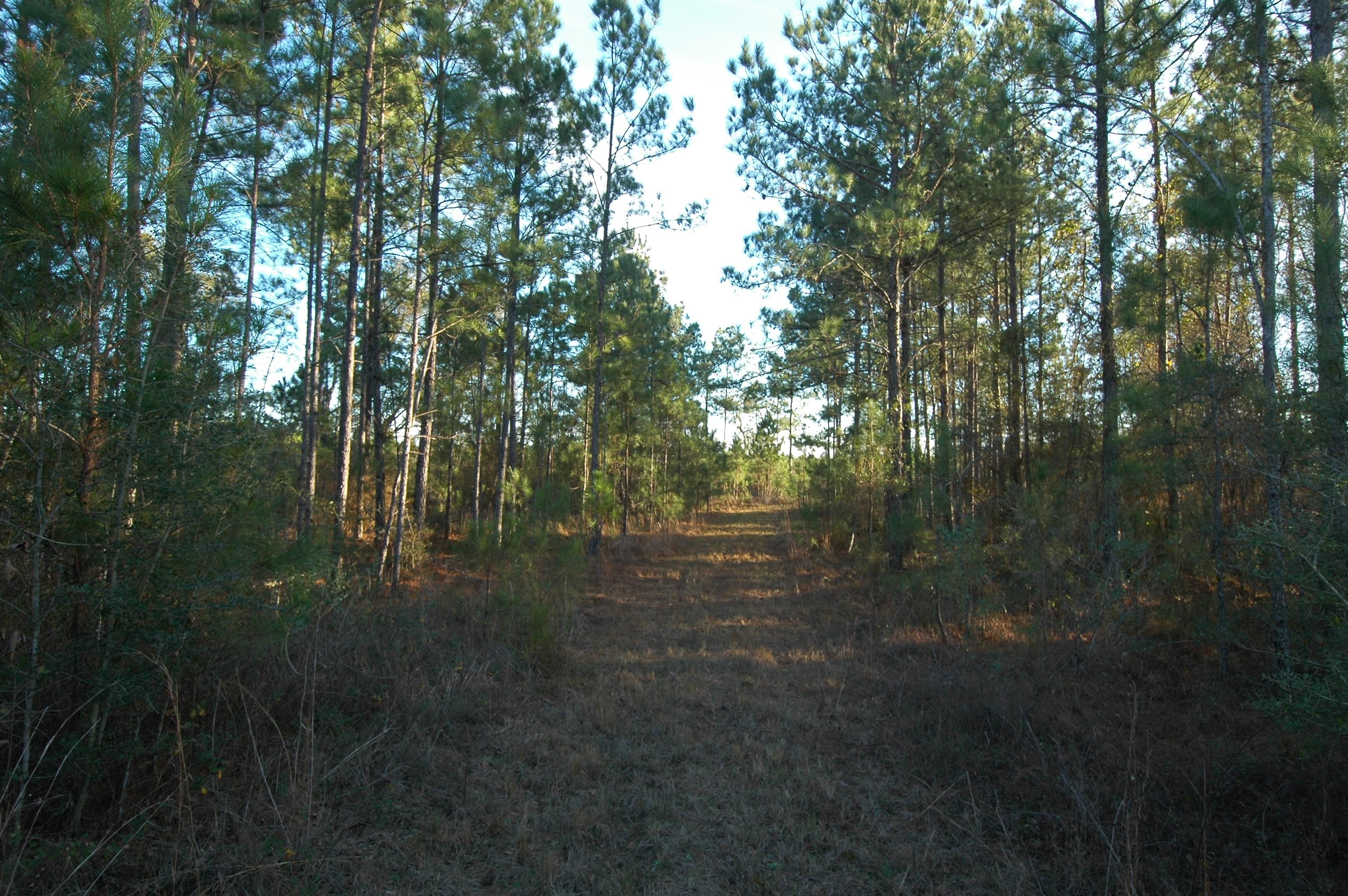 11 acres in Cottondale, FL, 32431 MLS Peanut Road