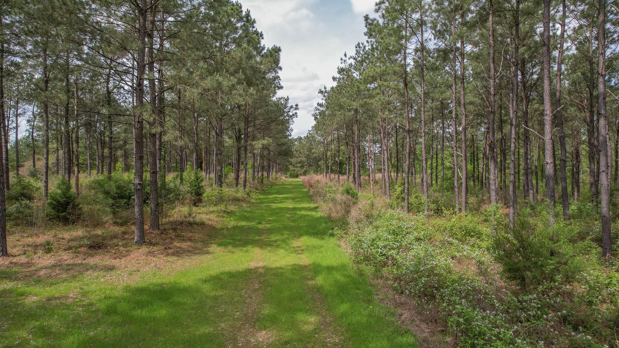 TBD CR 4466, McLeod, TX 75565 MLS Hunting Land With Timber