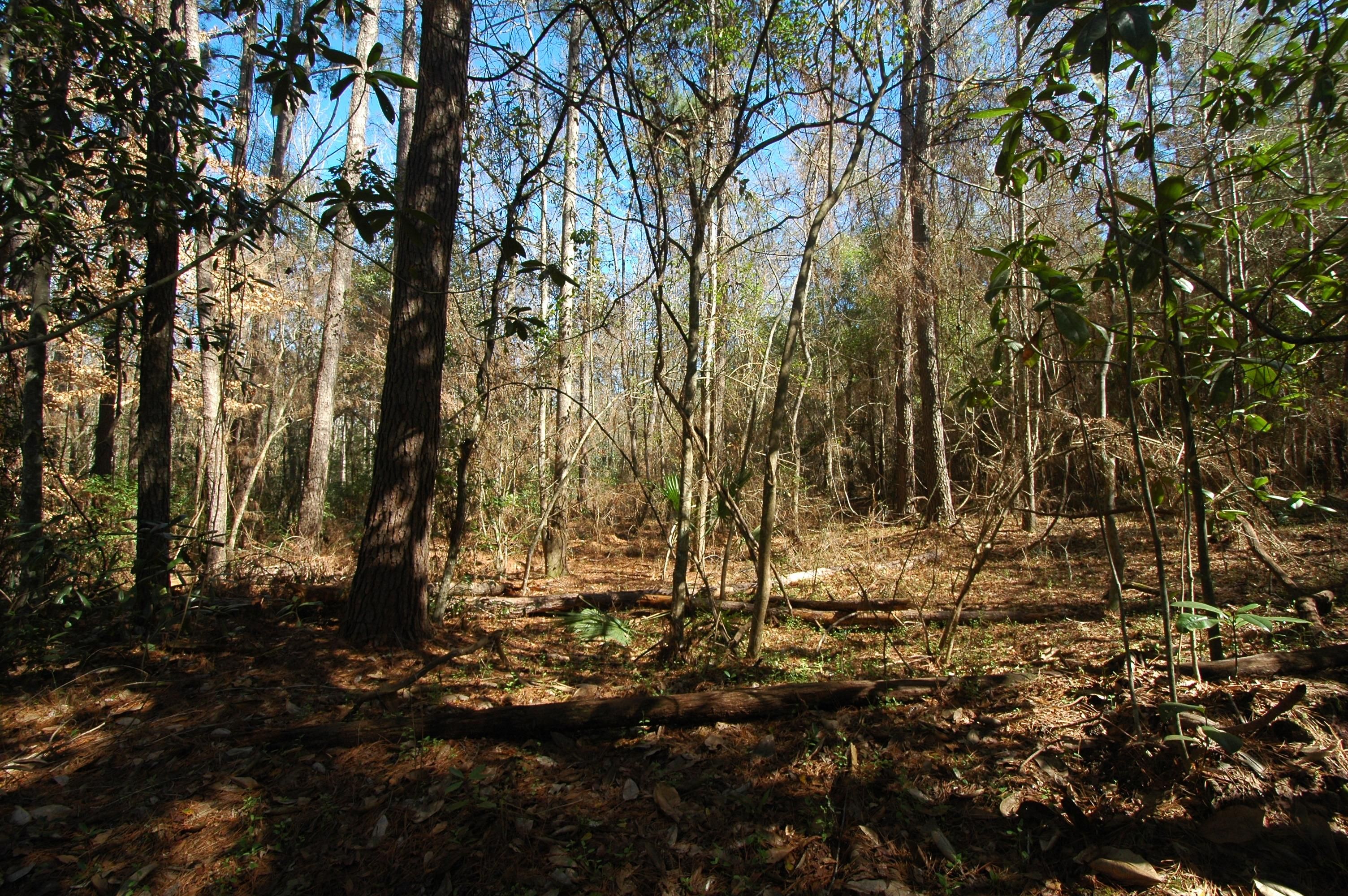 212 acres in Graceville, FL, 32440 MLS Graceville Tract 212 ac