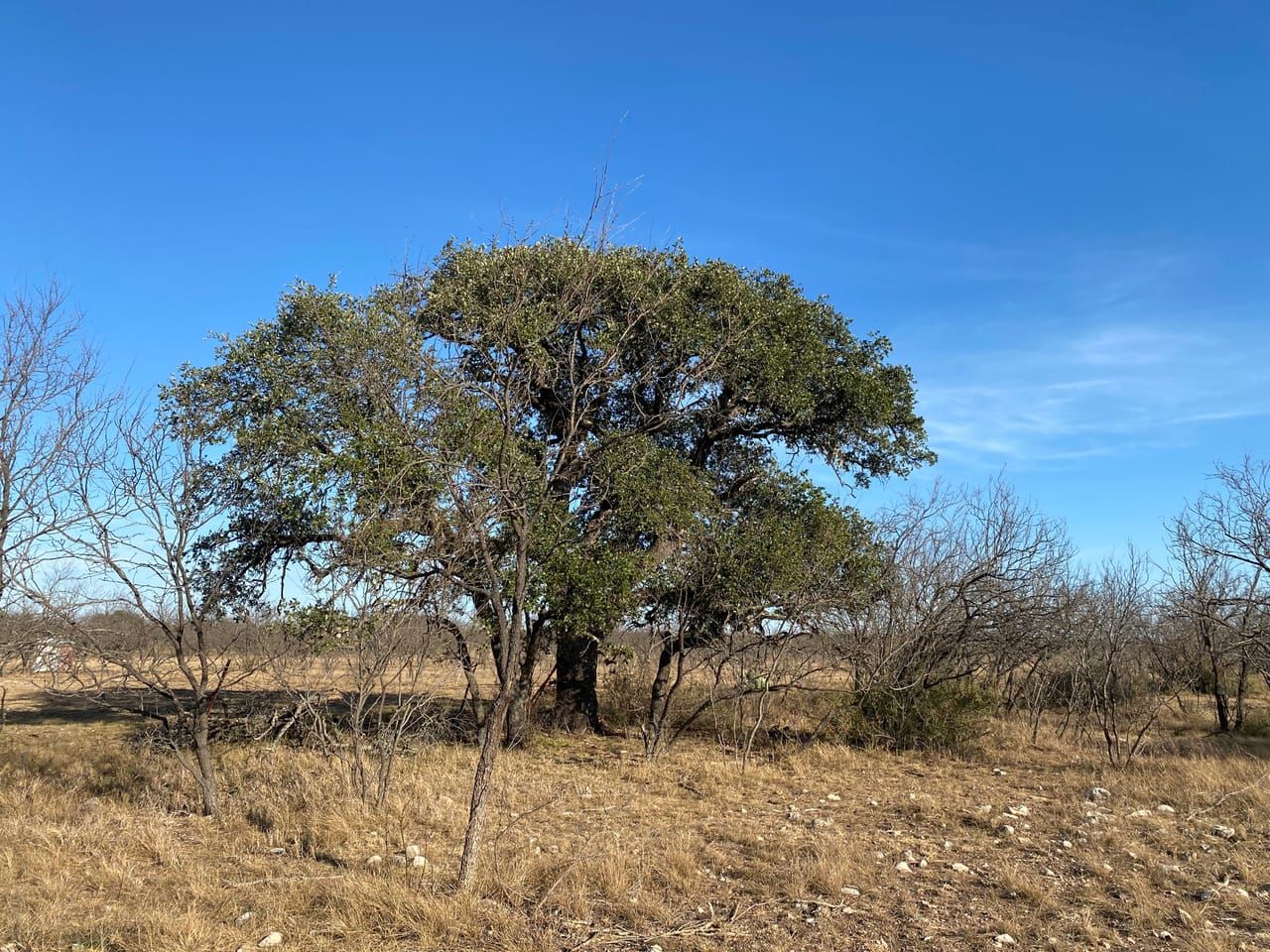 33.78 acres in Menard, TX, 76859