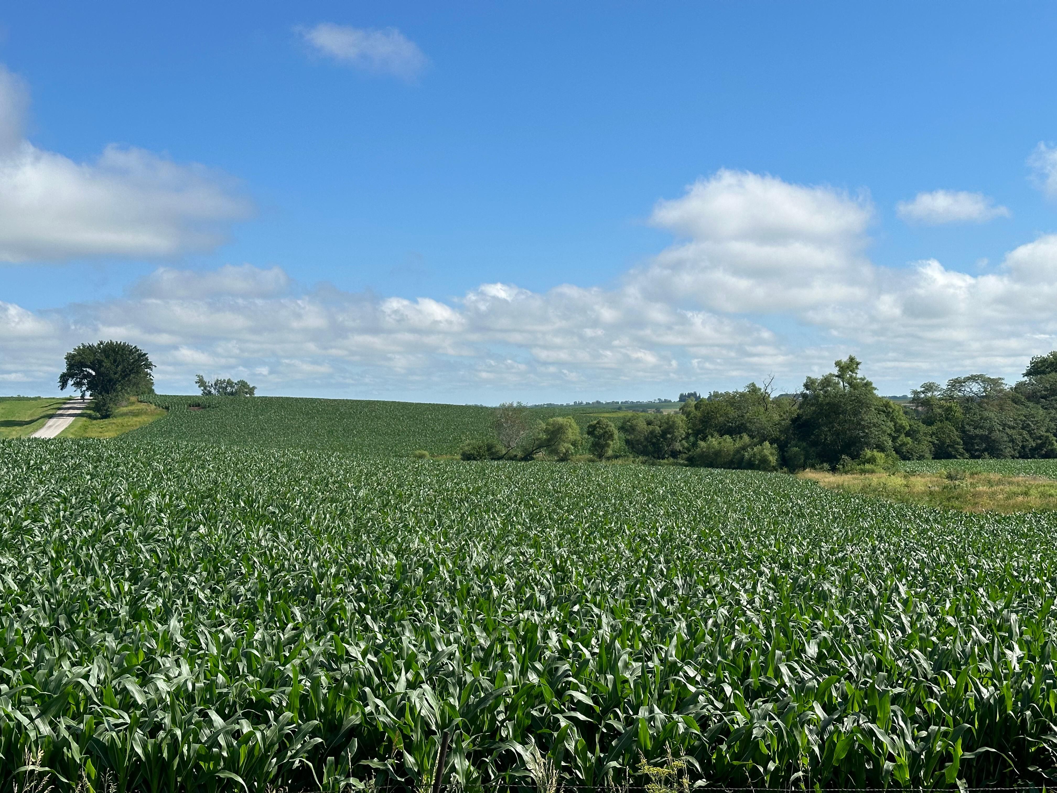 191.65 acres in Nyman, IA, 51566