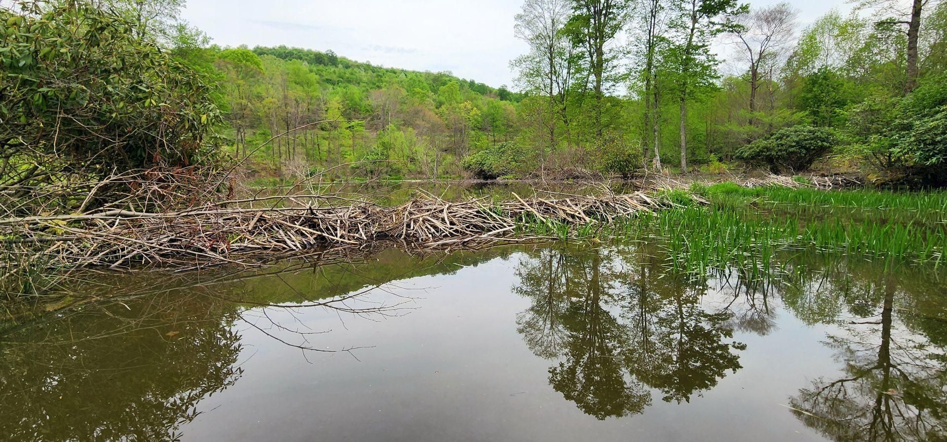 Grassy Creek Road, Nettie, WV 26676 MLS GRASSY CREEK