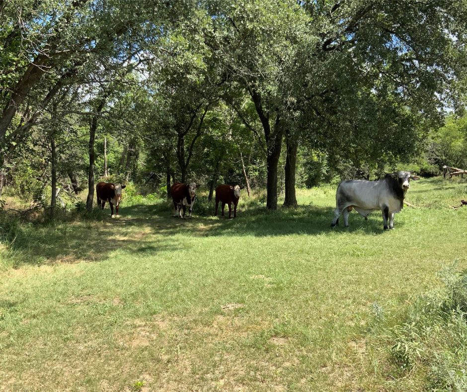 10051 County Road 321, Blanket, TX 76432 MLS 20655980