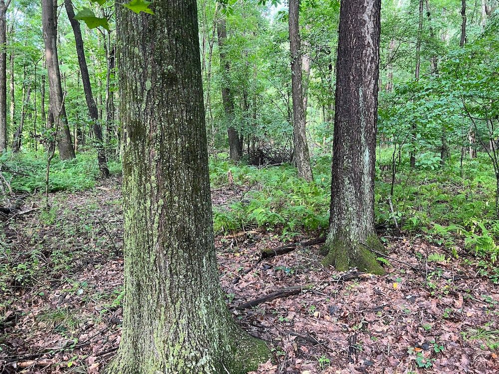 00 Bankson Road, LotWP001, Rouseville, PA 16344