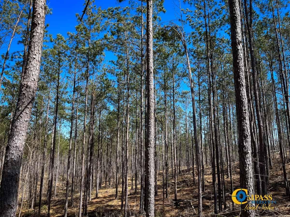 Tull Road, Hornsby, TN 38008