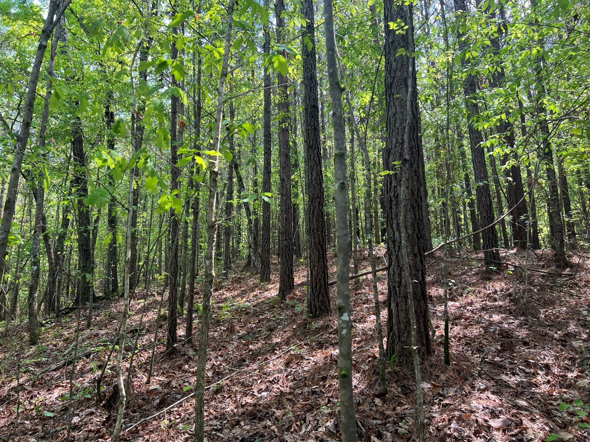 79 acres in Riverside, AL, 35131
