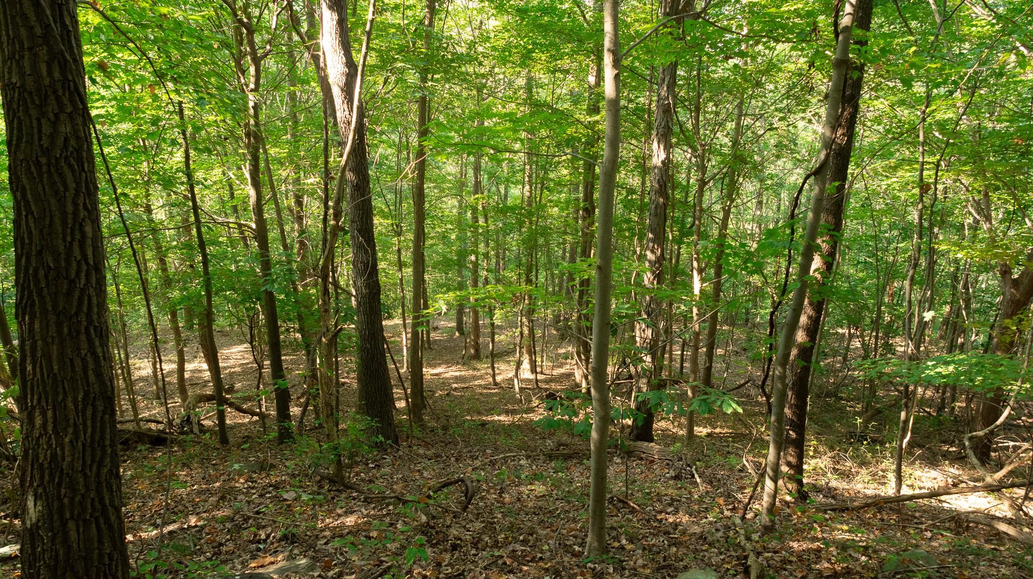 Tracy Run Road, Stout, OH 45684 MLS Adams County Ohio Land for Sale