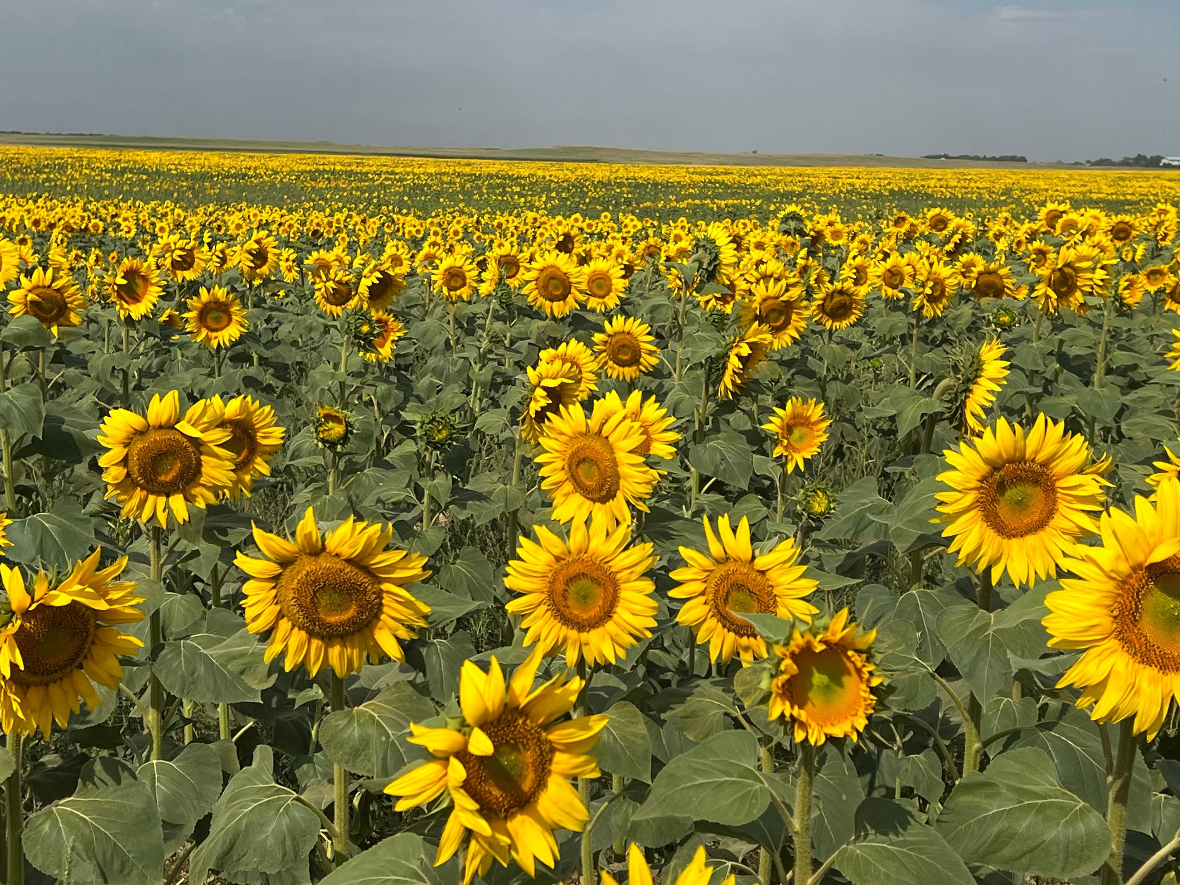 305.34 acres in Mott, ND, 58646