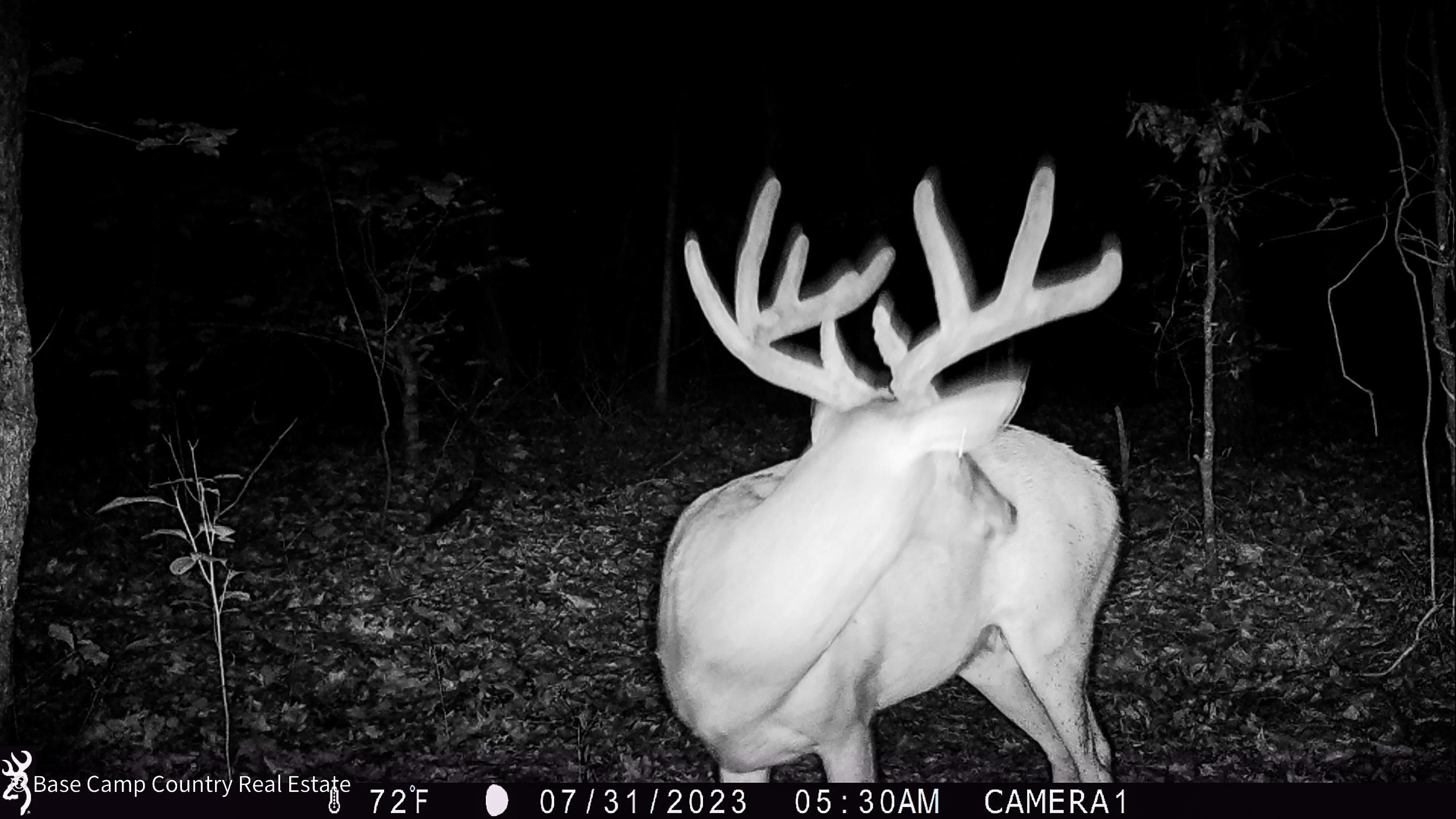 40 acres in Naylor, MO, 63953