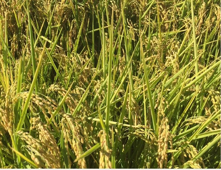 Land for Sale in Sutter County, California 30 Properties