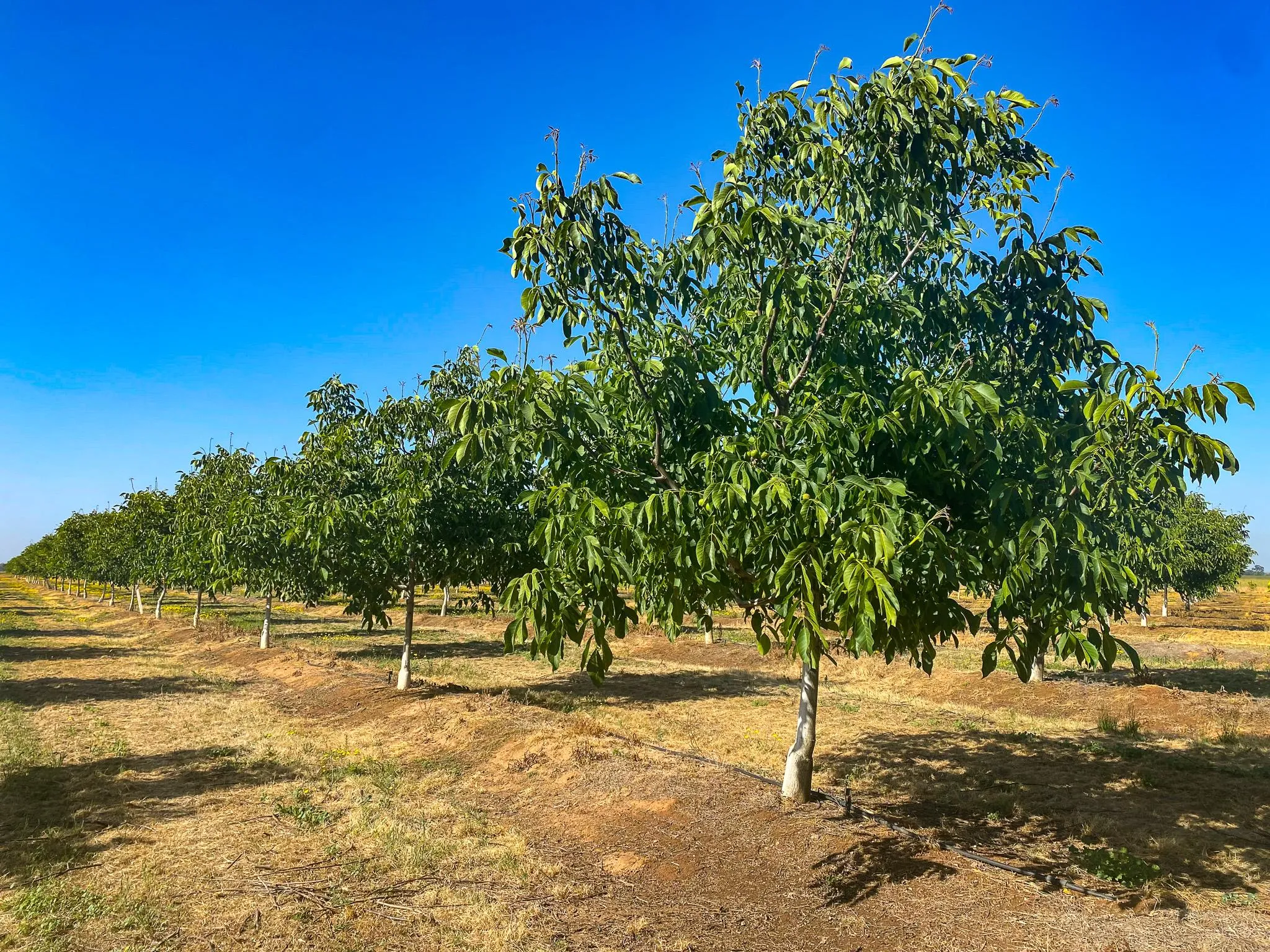 Land for Sale in Placer County, California 180 Properties