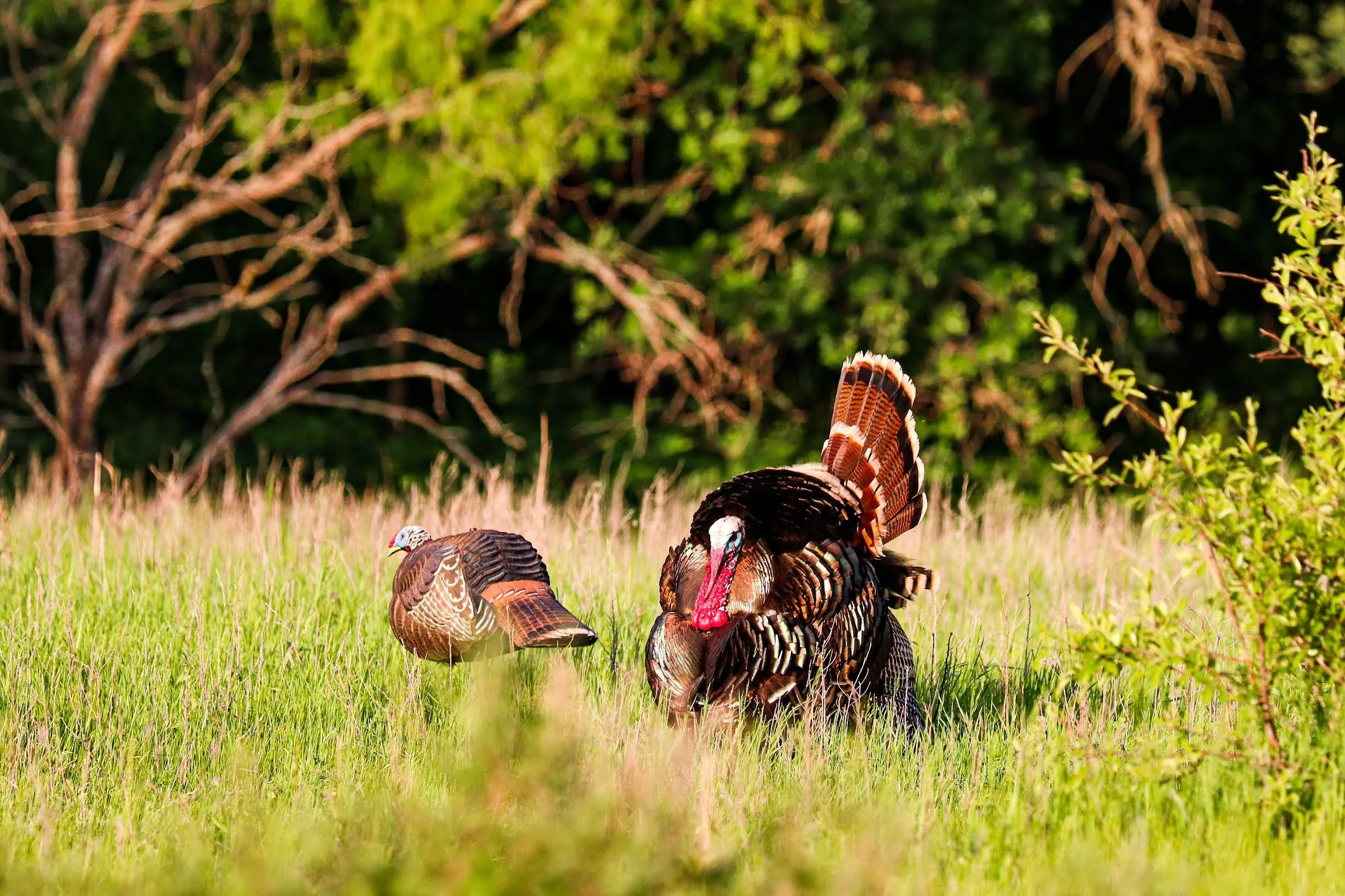 Land for Sale in Wise County, Texas 808 Properties