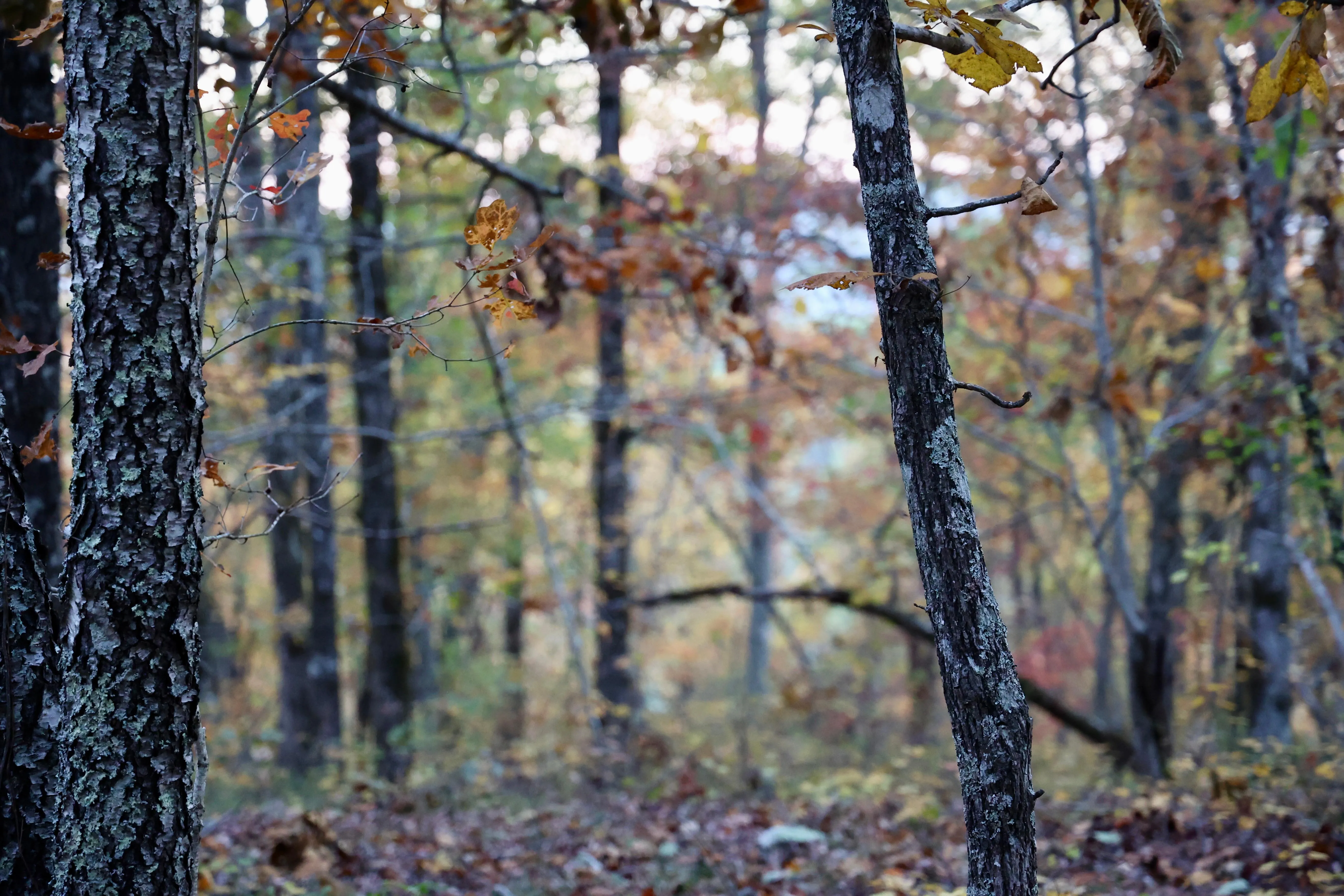 Land for Sale in Oklahoma 9,993 Properties