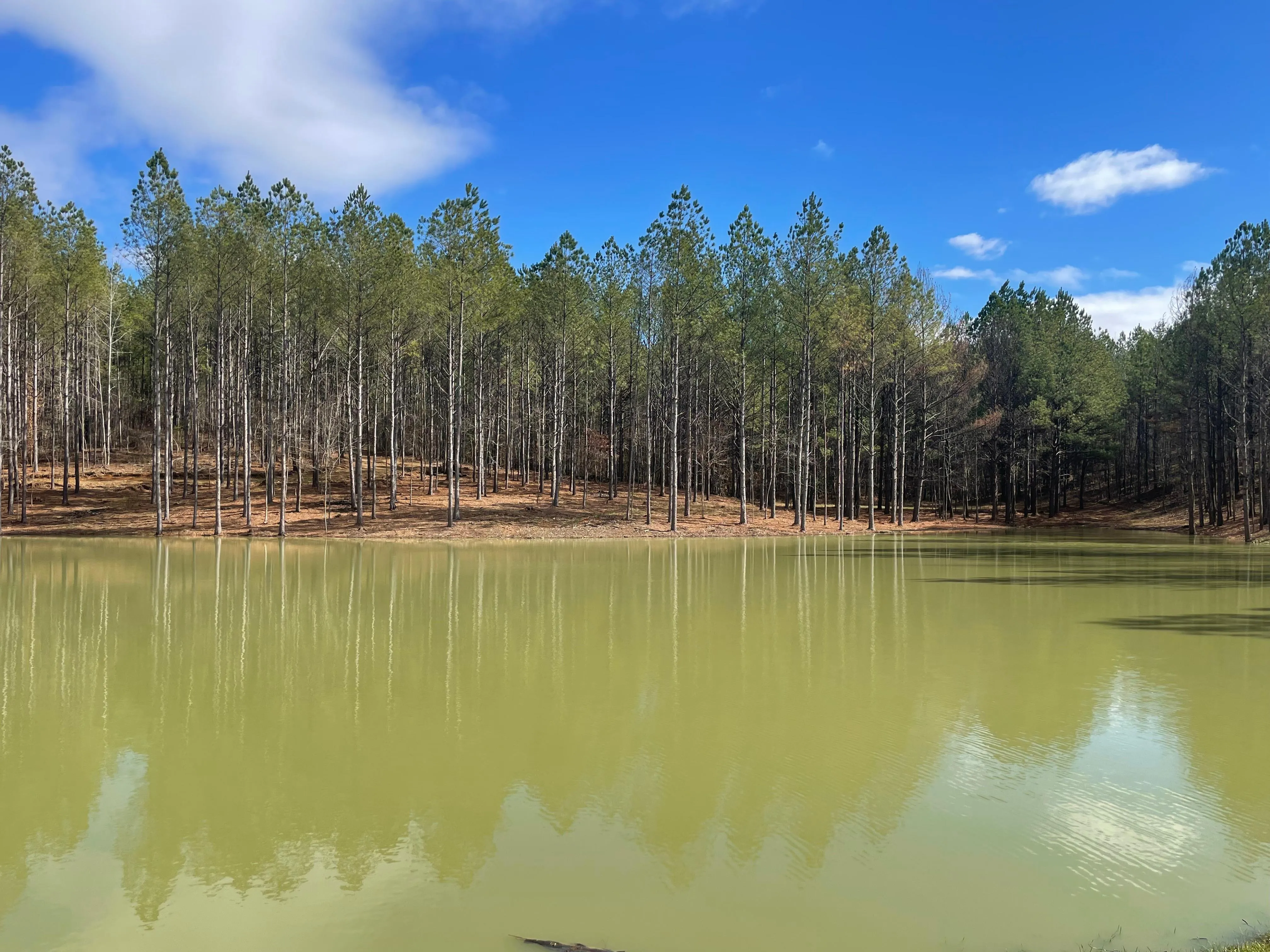 Land for Sale in Alabama between 50 and 150 Acres 739 Properties