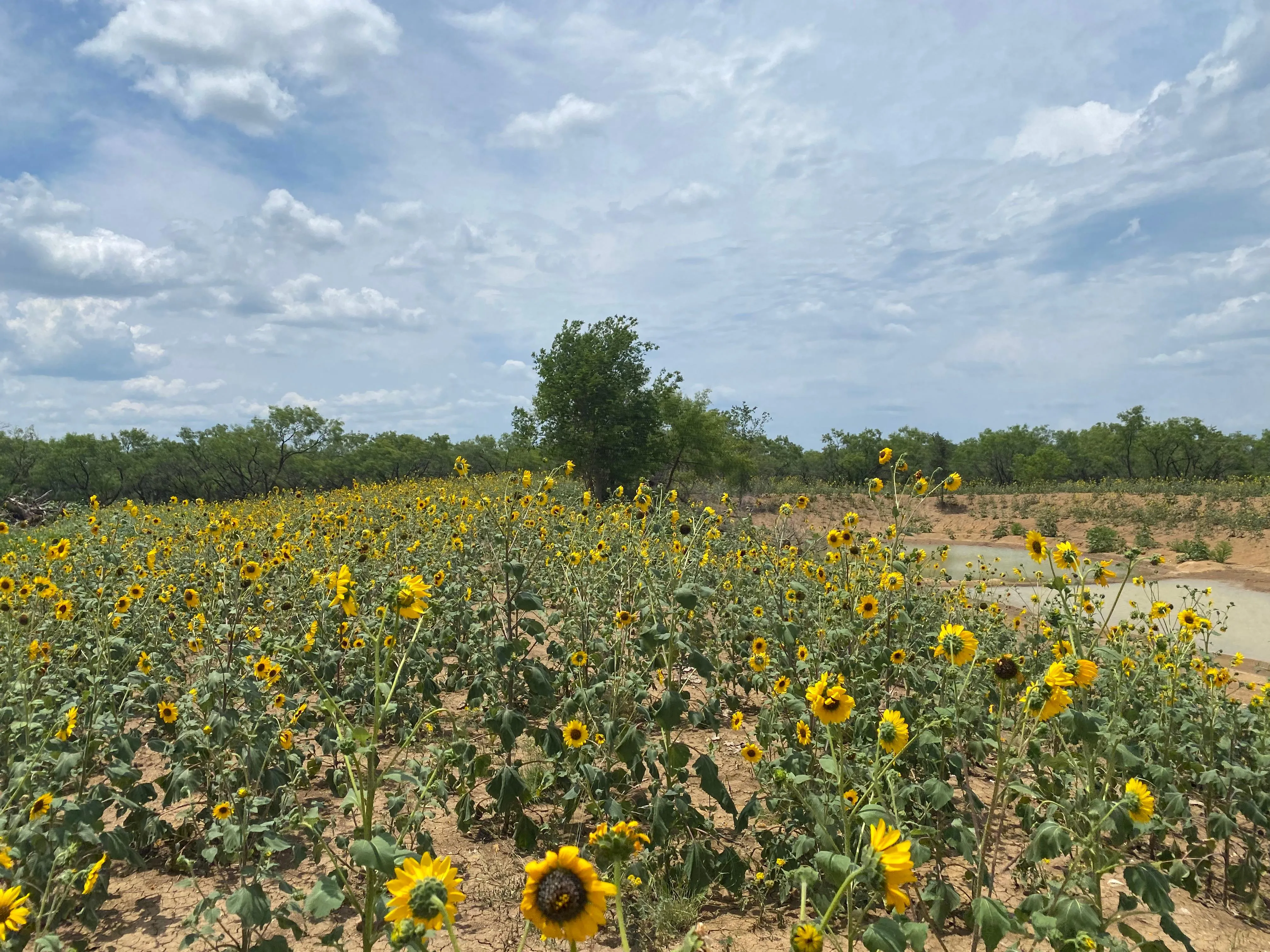 Land for Sale in Stephens County, Texas 88 Properties