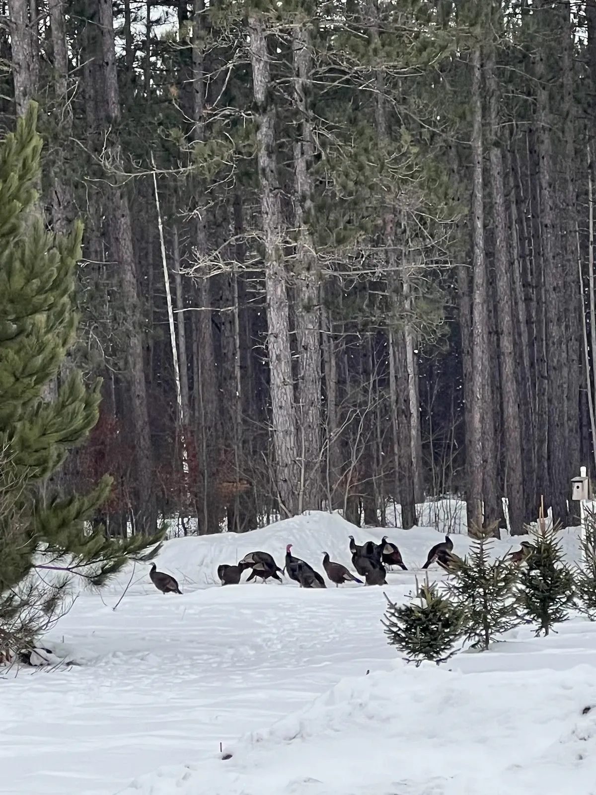 Land for Sale in Northwest Michigan Region 2,253 Properties