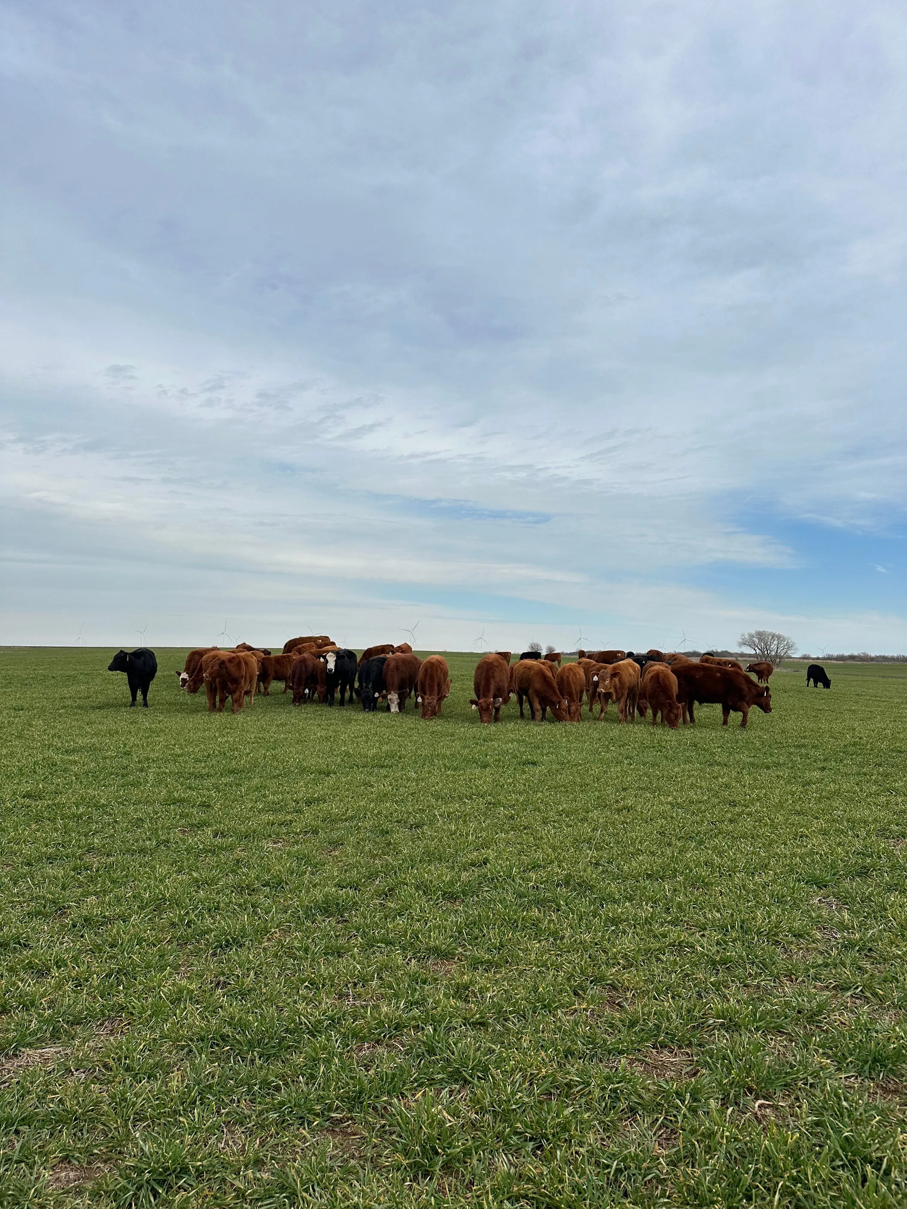 Land for Sale in Grant County, Oklahoma 19 Properties