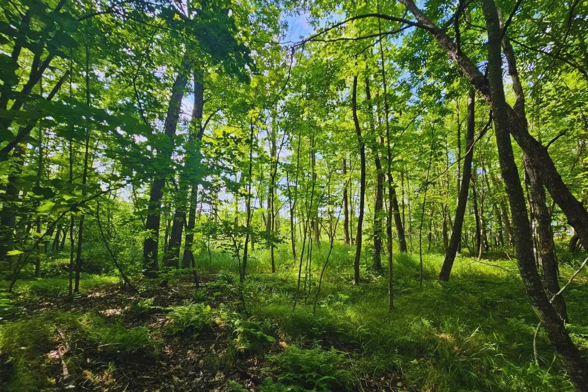 Land for sale, cheap land for sale in Minnesota 2,127 Properties