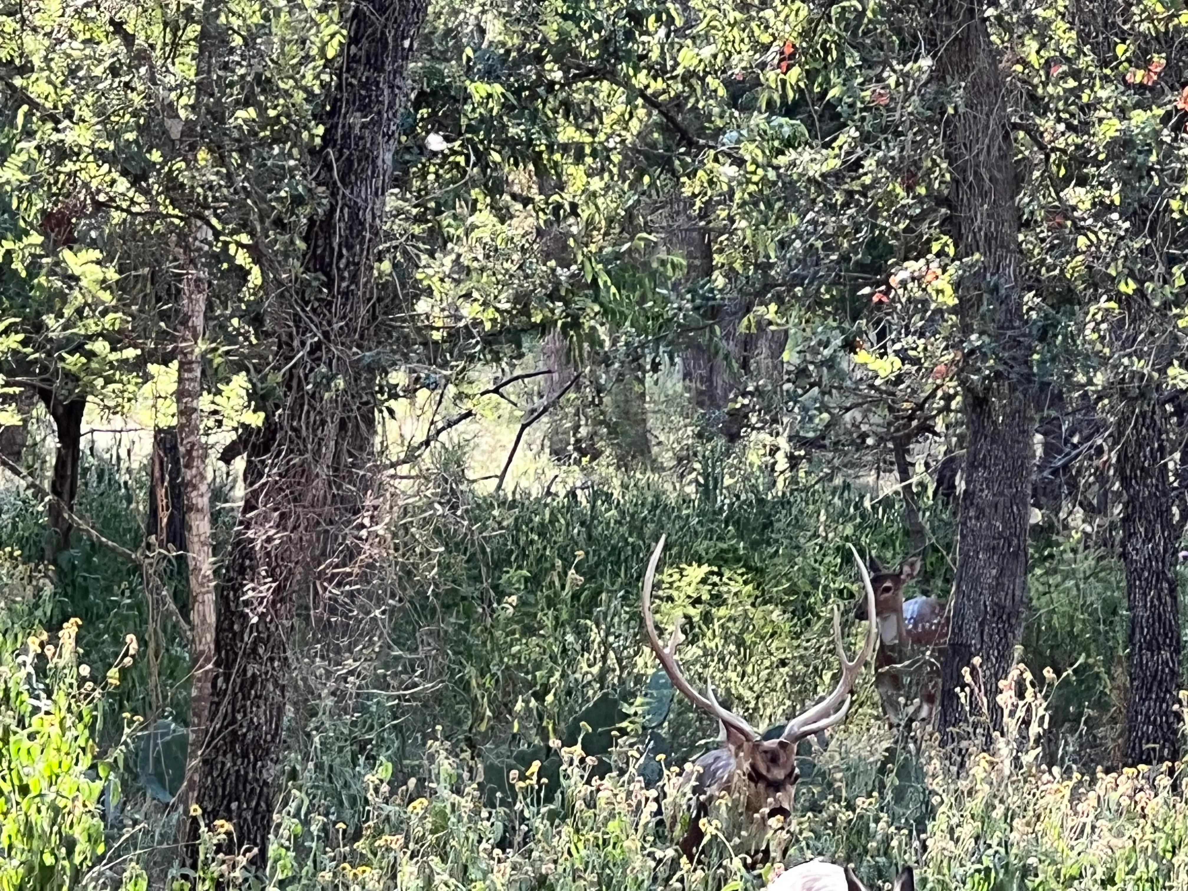 Land for Sale in Menard County, Texas 36 Properties