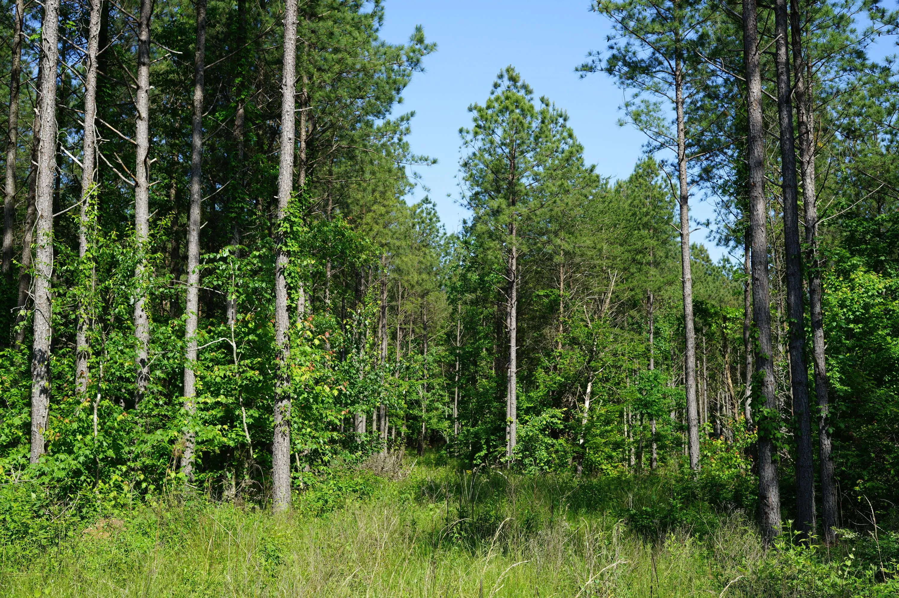Land for Sale in Bledsoe County, Tennessee 156 Properties