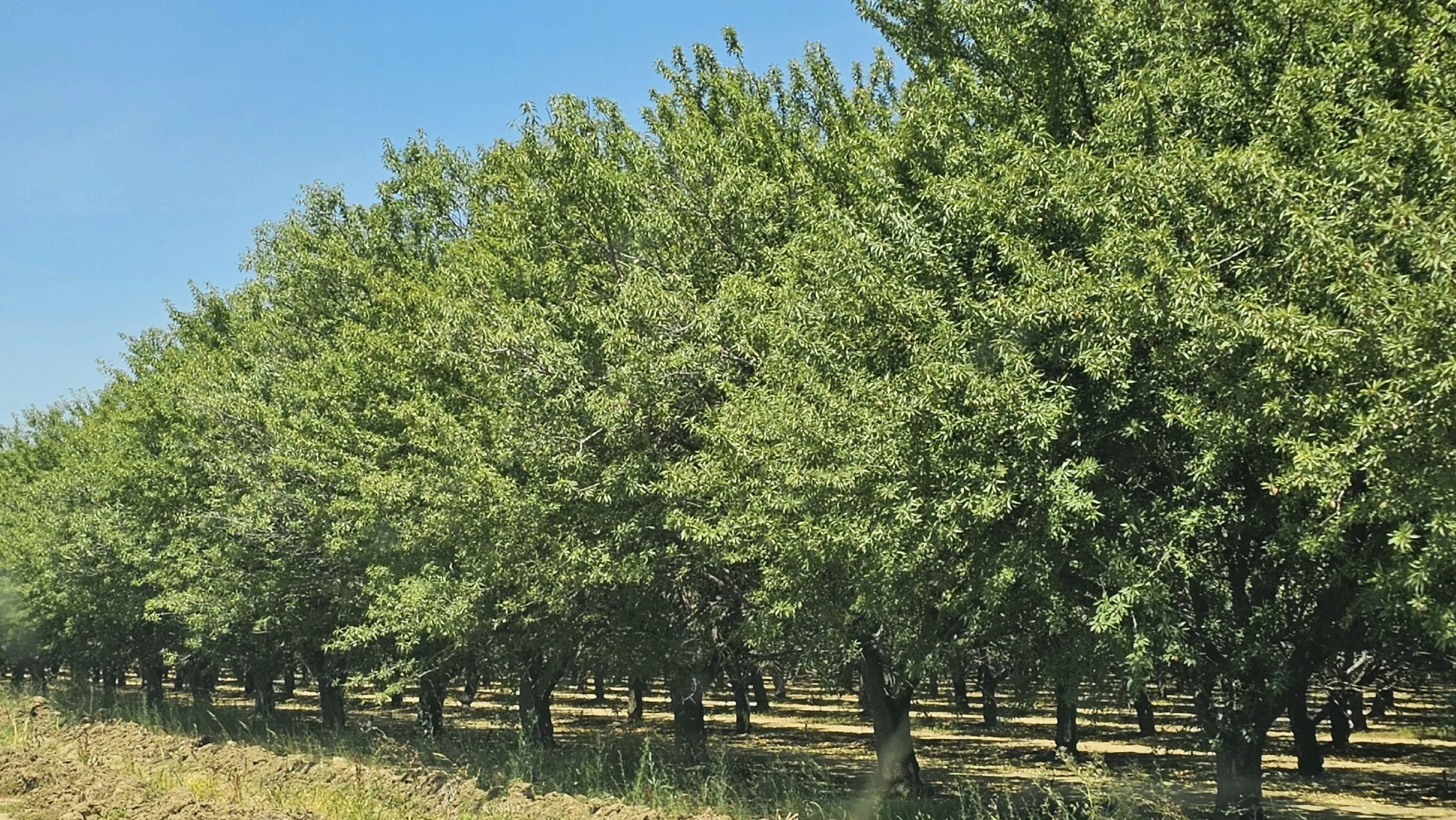 Ranches for Sale in Esparto, California 4 Properties