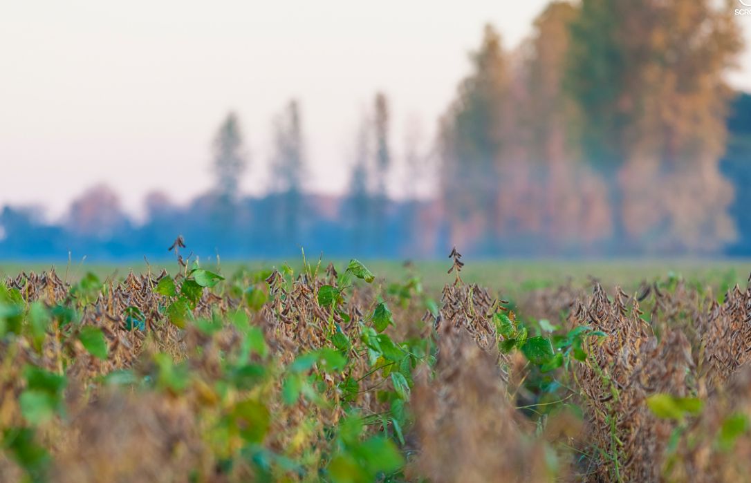 1,100 acres in Fulton County, Kentucky