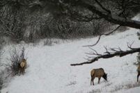 Property in Lemhi County, Idaho