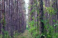 Property in Alachua County, Florida