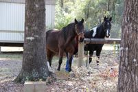 Property in Santa Rosa County, Florida