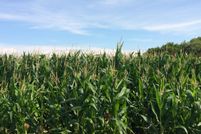 Property in McLeod County, Minnesota