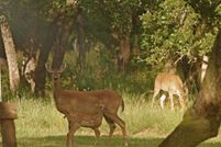 Property in Williamson County, Texas